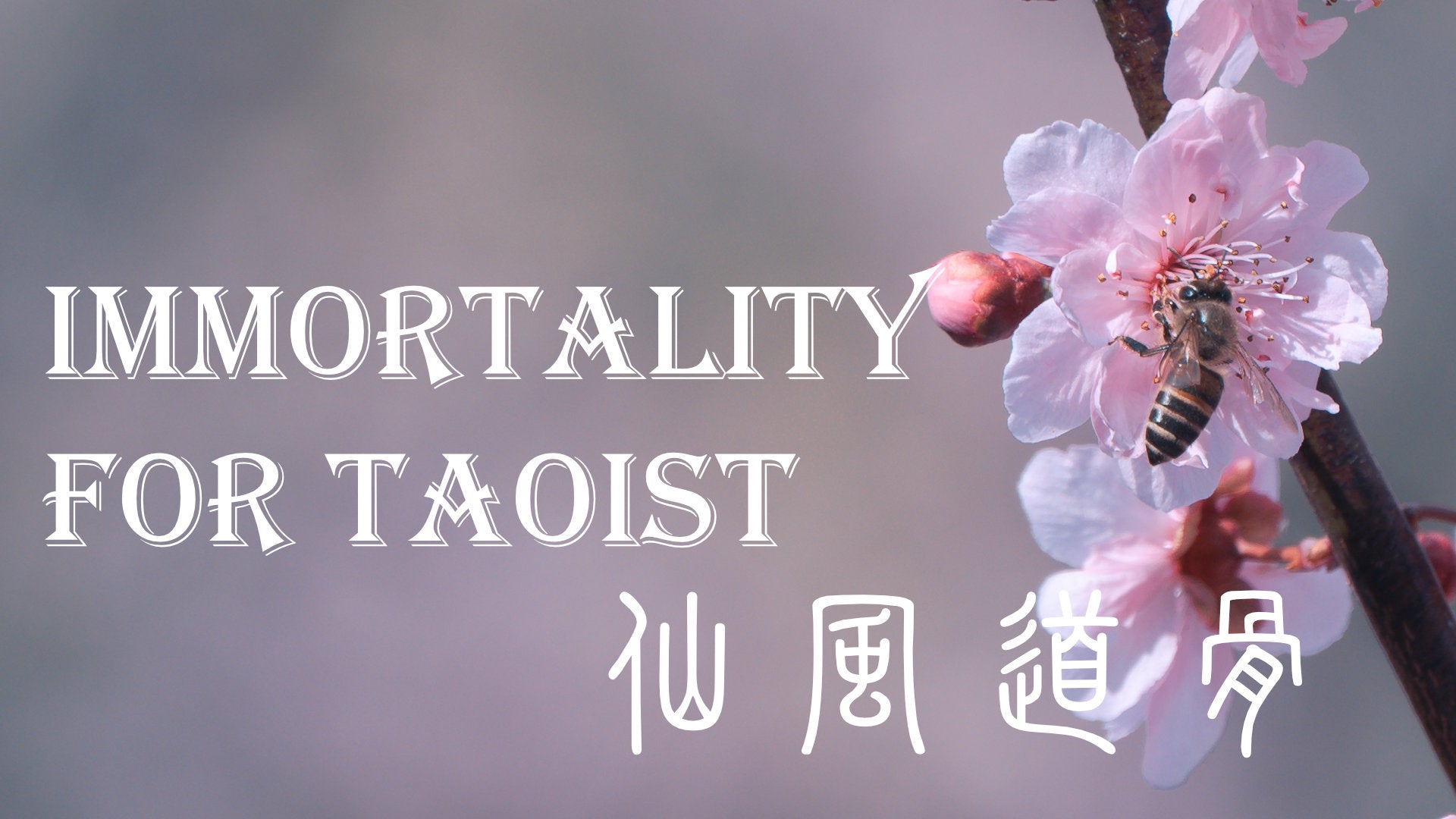 
          What is a Real Taoist Immortal
        